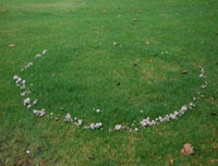 Fairy Rings Type 3